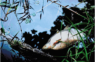 ▲地球環境不斷惡化