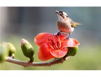 柯尼卡美能達彩色復印機C658打印效果怎么樣？